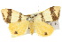  ( - 10ANIC-00639)  @15 [ ] CreativeCommons - Attribution (2010) CBG Photography Group Centre for Biodiversity Genomics
