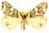  ( - 10ANIC-00647)  @14 [ ] CreativeCommons - Attribution (2010) CBG Photography Group Centre for Biodiversity Genomics