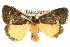  ( - 10ANIC-00656)  @13 [ ] CreativeCommons - Attribution (2010) CBG Photography Group Centre for Biodiversity Genomics