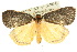  ( - 10ANIC-00657)  @14 [ ] CreativeCommons - Attribution (2010) CBG Photography Group Centre for Biodiversity Genomics