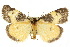  ( - 10ANIC-00661)  @15 [ ] CreativeCommons - Attribution (2010) CBG Photography Group Centre for Biodiversity Genomics