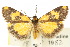  (Castulo - 10ANIC-00663)  @15 [ ] CreativeCommons - Attribution (2010) CBG Photography Group Centre for Biodiversity Genomics