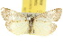  ( - 10ANIC-00686)  @11 [ ] CreativeCommons - Attribution (2010) CBG Photography Group Centre for Biodiversity Genomics