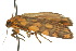  ( - 10ANIC-00709)  @12 [ ] CreativeCommons - Attribution (2010) CBG Photography Group Centre for Biodiversity Genomics