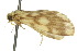  ( - 10ANIC-00716)  @13 [ ] CreativeCommons - Attribution (2010) CBG Photography Group Centre for Biodiversity Genomics