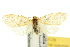  (Gymnasura saginaea - 10ANIC-00718)  @14 [ ] CreativeCommons - Attribution (2010) CBG Photography Group Centre for Biodiversity Genomics
