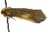 (Ionthas ataracta - 10ANIC-00763)  @12 [ ] CreativeCommons - Attribution (2010) CBG Photography Group Centre for Biodiversity Genomics