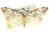  ( - 10ANIC-00828)  @11 [ ] CreativeCommons - Attribution (2010) CBG Photography Group Centre for Biodiversity Genomics