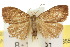  (Damias pelochroa - 10ANIC-00855)  @11 [ ] CreativeCommons - Attribution (2010) CBG Photography Group Centre for Biodiversity Genomics