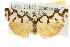  ( - 10ANIC-00912)  @11 [ ] CreativeCommons - Attribution (2010) CBG Photography Group Centre for Biodiversity Genomics