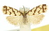  ( - 10ANIC-00914)  @11 [ ] CreativeCommons - Attribution (2010) CBG Photography Group Centre for Biodiversity Genomics