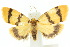  ( - 10ANIC-00924)  @11 [ ] CreativeCommons - Attribution (2010) CBG Photography Group Centre for Biodiversity Genomics