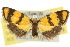  ( - 10ANIC-00927)  @14 [ ] CreativeCommons - Attribution (2010) CBG Photography Group Centre for Biodiversity Genomics