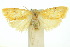  ( - 10ANIC-00930)  @14 [ ] CreativeCommons - Attribution (2010) CBG Photography Group Centre for Biodiversity Genomics