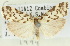  ( - 10ANIC-00981)  @11 [ ] CreativeCommons - Attribution (2010) CBG Photography Group Centre for Biodiversity Genomics