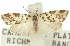  ( - 10ANIC-00983)  @11 [ ] CreativeCommons - Attribution (2010) CBG Photography Group Centre for Biodiversity Genomics