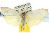  ( - 10ANIC-00993)  @11 [ ] CreativeCommons - Attribution (2010) CBG Photography Group Centre for Biodiversity Genomics
