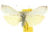  ( - 10ANIC-00994)  @11 [ ] CreativeCommons - Attribution (2010) CBG Photography Group Centre for Biodiversity Genomics