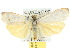  (Hesychopa chionora - 10ANIC-00995)  @14 [ ] CreativeCommons - Attribution (2010) CBG Photography Group Centre for Biodiversity Genomics