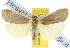  ( - 10ANIC-00996)  @13 [ ] CreativeCommons - Attribution (2010) CBG Photography Group Centre for Biodiversity Genomics