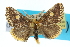  ( - 10ANIC-00100)  @14 [ ] CreativeCommons - Attribution (2010) CBG Photography Group Centre for Biodiversity Genomics
