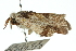  ( - 10ANIC-00132)  @12 [ ] CreativeCommons - Attribution (2010) CBG Photography Group Centre for Biodiversity Genomics