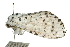  ( - 10ANIC-00148)  @14 [ ] CreativeCommons - Attribution (2010) CBG Photography Group Centre for Biodiversity Genomics