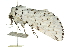  (Cerura multipunctata - 10ANIC-00149)  @14 [ ] CreativeCommons - Attribution (2010) CBG Photography Group Centre for Biodiversity Genomics