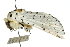  ( - 10ANIC-00150)  @14 [ ] CreativeCommons - Attribution (2010) CBG Photography Group Centre for Biodiversity Genomics