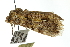  ( - 10ANIC-00184)  @12 [ ] CreativeCommons - Attribution (2010) CBG Photography Group Centre for Biodiversity Genomics