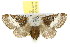  (Genduara dianipha - 10ANIC-00499)  @15 [ ] CreativeCommons - Attribution (2010) CBG Photography Group Centre for Biodiversity Genomics