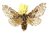  ( - 10ANIC-00506)  @11 [ ] CreativeCommons - Attribution (2010) CBG Photography Group Centre for Biodiversity Genomics