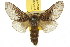  ( - 10ANIC-00507)  @15 [ ] CreativeCommons - Attribution (2010) CBG Photography Group Centre for Biodiversity Genomics