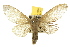  ( - 10ANIC-00516)  @15 [ ] CreativeCommons - Attribution (2010) CBG Photography Group Centre for Biodiversity Genomics