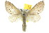 ( - 10ANIC-00524)  @14 [ ] CreativeCommons - Attribution (2010) CBG Photography Group Centre for Biodiversity Genomics