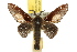  ( - 10ANIC-00526)  @15 [ ] CreativeCommons - Attribution (2010) CBG Photography Group Centre for Biodiversity Genomics