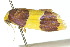  ( - 10ANIC-00555)  @11 [ ] CreativeCommons - Attribution (2010) CBG Photography Group Centre for Biodiversity Genomics