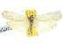  (Calamidia - 10ANIC-00999)  @14 [ ] CreativeCommons - Attribution (2010) CBG Photography Group Centre for Biodiversity Genomics
