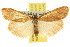  (Scoliacma adrasta - 10ANIC-01036)  @13 [ ] CreativeCommons - Attribution (2010) CBG Photography Group Centre for Biodiversity Genomics
