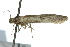  ( - 10ANIC-01046)  @12 [ ] CreativeCommons - Attribution (2010) CBG Photography Group Centre for Biodiversity Genomics