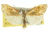  ( - 10ANIC-01076)  @11 [ ] CreativeCommons - Attribution (2010) CBG Photography Group Centre for Biodiversity Genomics