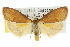  ( - 10ANIC-01081)  @11 [ ] CreativeCommons - Attribution (2010) CBG Photography Group Centre for Biodiversity Genomics