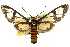  ( - 10ANIC-01215)  @11 [ ] CreativeCommons - Attribution (2010) CBG Photography Group Centre for Biodiversity Genomics