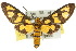  ( - 10ANIC-01219)  @11 [ ] CreativeCommons - Attribution (2010) CBG Photography Group Centre for Biodiversity Genomics