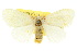  ( - 10ANIC-01344)  @11 [ ] CreativeCommons - Attribution (2010) CBG Photography Group Centre for Biodiversity Genomics