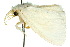  ( - 10ANIC-01351)  @12 [ ] CreativeCommons - Attribution (2010) CBG Photography Group Centre for Biodiversity Genomics