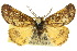  ( - 10ANIC-01355)  @11 [ ] CreativeCommons - Attribution (2010) CBG Photography Group Centre for Biodiversity Genomics
