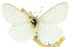 ( - 10ANIC-01361)  @11 [ ] CreativeCommons - Attribution (2010) CBG Photography Group Centre for Biodiversity Genomics