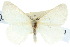  (Acyphas semiochrea PS1 - 10ANIC-01362)  @11 [ ] CreativeCommons - Attribution (2010) CBG Photography Group Centre for Biodiversity Genomics