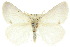  (Acyphas semiochrea - 10ANIC-01364)  @15 [ ] CreativeCommons - Attribution (2010) CBG Photography Group Centre for Biodiversity Genomics